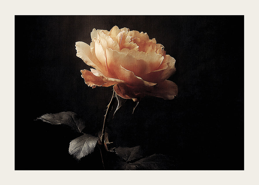 A lone rose glows softly against a dark background.-12