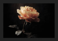 Une rose solitaire brille doucement sur un fond sombre.-5