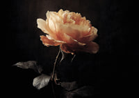 A lone rose glows softly against a dark background.-7