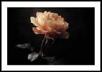 A lone rose glows softly against a dark background.-0