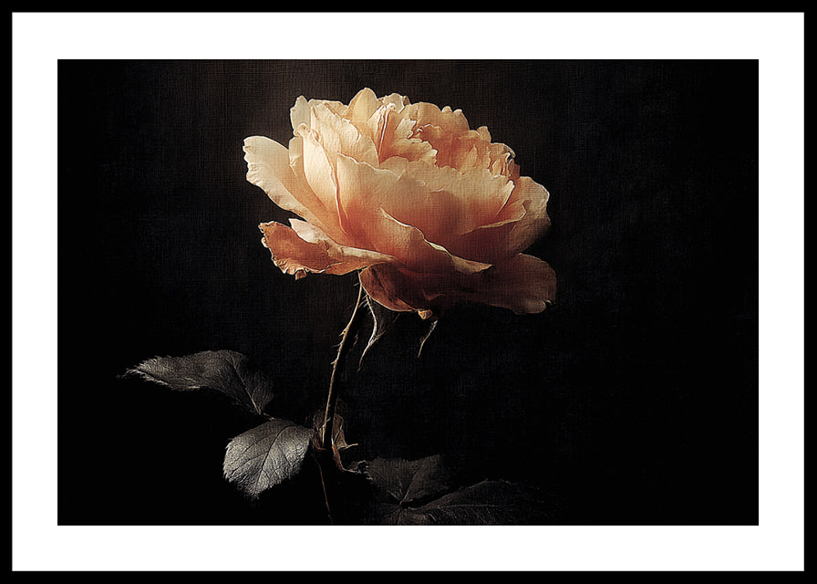 A lone rose glows softly against a dark background.-12