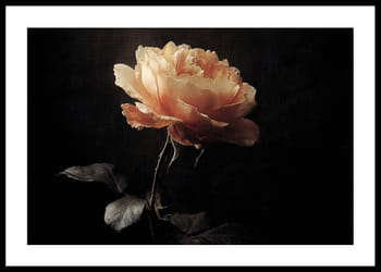 Poster Velvet Elegance