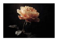 A lone rose glows softly against a dark background.-1