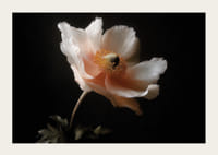 Een elegante bloem in zachte kleuren tegen een donkere achtergrond.-3