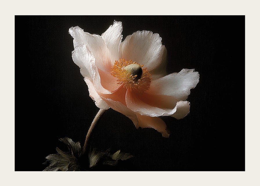 Een elegante bloem in zachte kleuren tegen een donkere achtergrond.-12