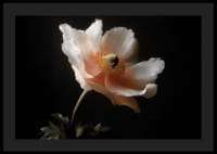 Een elegante bloem in zachte kleuren tegen een donkere achtergrond.-4