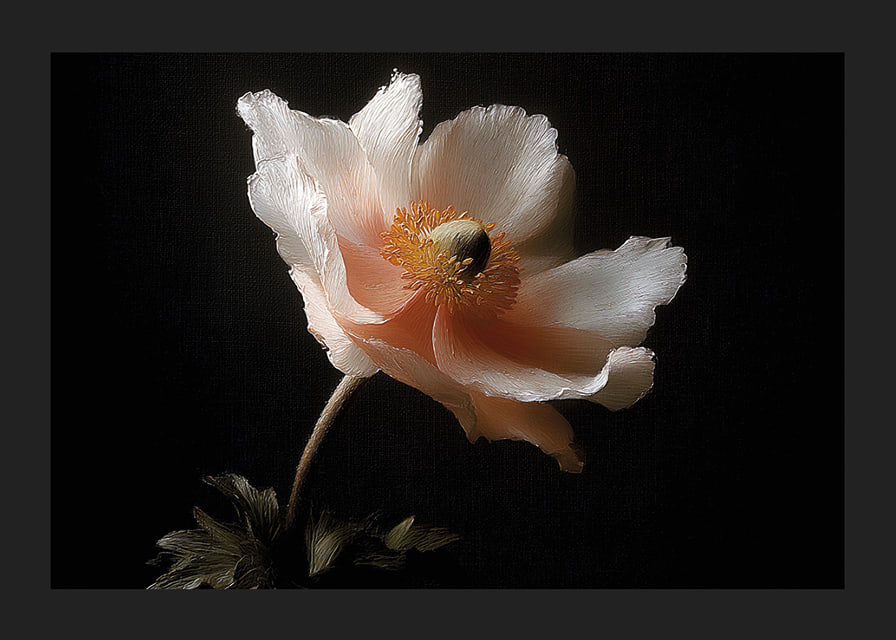 An elegant flower in soft colors against a dark background.-12