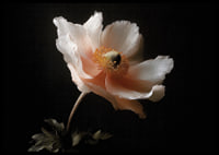An elegant flower in soft colors against a dark background.-6