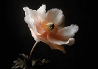 An elegant flower in soft colors against a dark background.-7