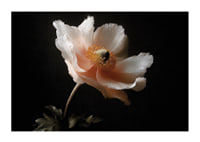 An elegant flower in soft colors against a dark background.-1
