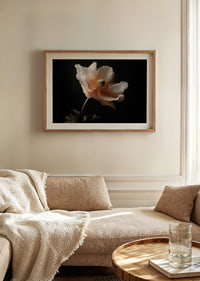 An elegant flower in soft colors against a dark background.-8
