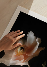 An elegant flower in soft colors against a dark background.-9