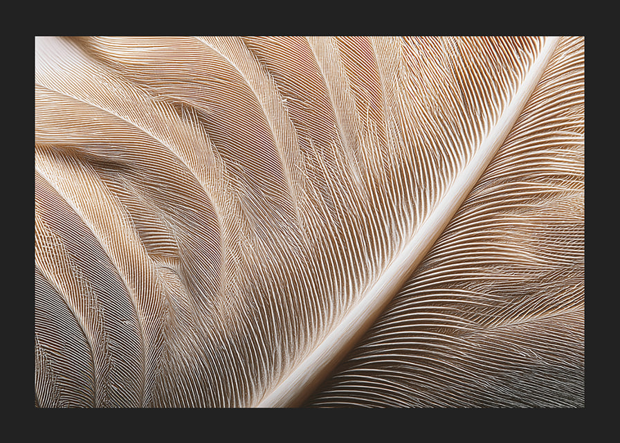 Feathers in soft, subtle patterns enchant the viewer.-12