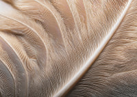 Feathers in soft, subtle patterns enchant the viewer.-7