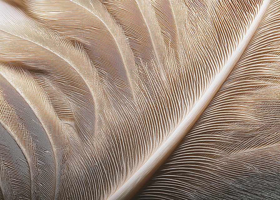 Feathers in soft, subtle patterns enchant the viewer.-12