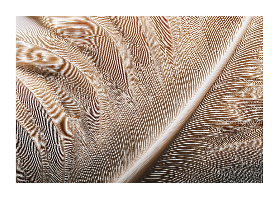 Feathers in soft, subtle patterns enchant the viewer.-12