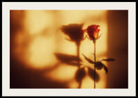 En ros i gyllene skugga skapar en varm atmosfär.-2