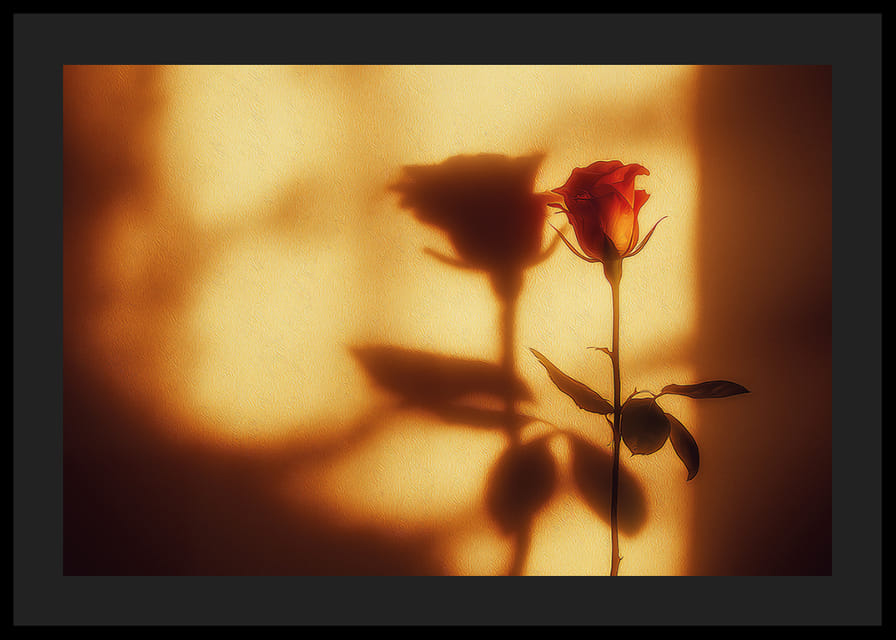 En ros i gyllene skugga skapar en varm atmosfär.-12