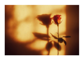 Poster Golden Blossom Shadow