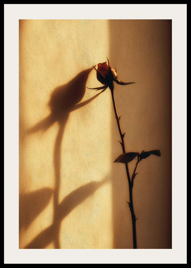 En ensam ros skapar en förtrollande skugga i kvällsljuset-12