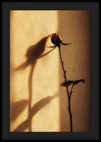 En ensam ros skapar en förtrollande skugga i kvällsljuset-4