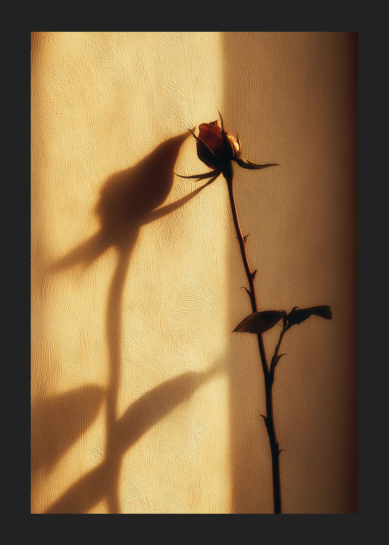 En ensam ros skapar en förtrollande skugga i kvällsljuset-12