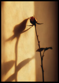 Une rose solitaire projette une ombre enchanteresse dans la lumière du soir.-2