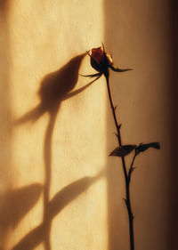 Une rose solitaire projette une ombre enchanteresse dans la lumière du soir.-3