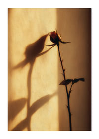 Une rose solitaire projette une ombre enchanteresse dans la lumière du soir.-1