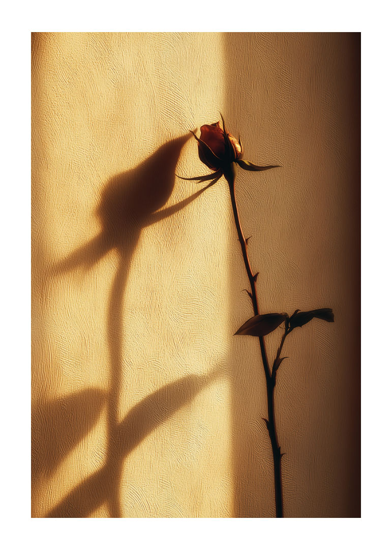 Une rose solitaire projette une ombre enchanteresse dans la lumière du soir.-12