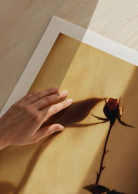 Une rose solitaire projette une ombre enchanteresse dans la lumière du soir.-5