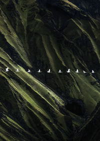 Vita fåglar svävar över frodiga bergsklättrar-3