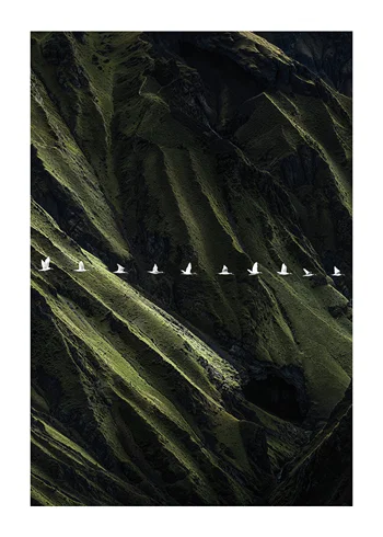 Poster Wings Over Wilderness