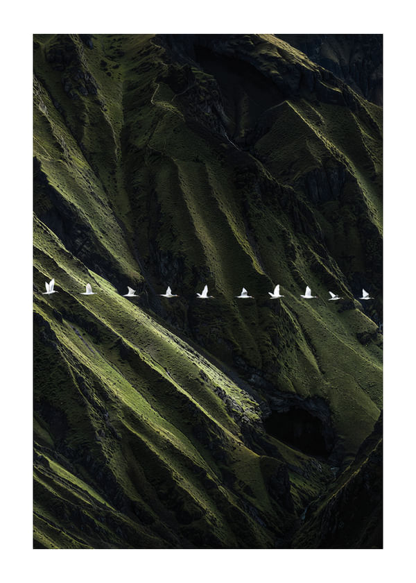 Poster Wings Over Wilderness