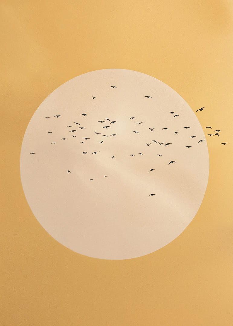 Linnud lendavad kuldses rahu ja ilu sfääris.-12