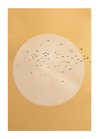 Birds soar in a golden sphere of tranquility and beauty.-1
