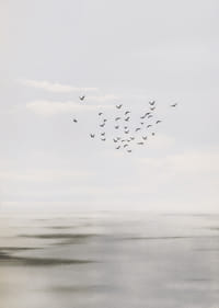 Gli uccelli volteggiano in un cielo sereno sopra un mare calmo.-3