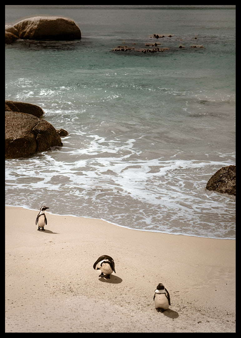 Penguins stroll along a sunny beach in peace and quiet.-12