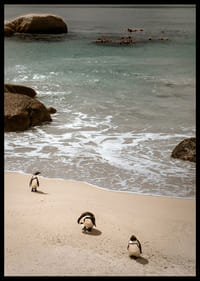 Des pingouins se promènent tranquillement le long d'une plage ensoleillée.-2