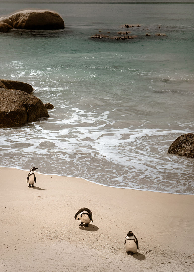 Des pingouins se promènent tranquillement le long d'une plage ensoleillée.-12