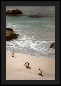Des pingouins se promènent tranquillement le long d'une plage ensoleillée.-0