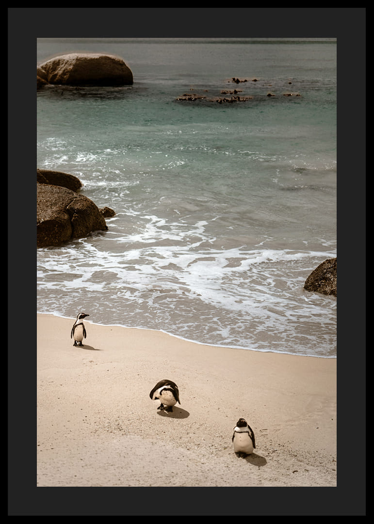 Des pingouins se promènent tranquillement le long d'une plage ensoleillée.-12