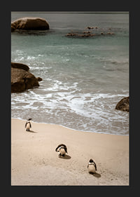 Penguins stroll along a sunny beach in peace and quiet.-1