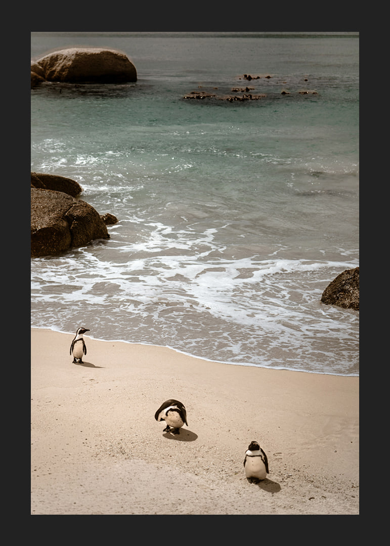 Penguins stroll along a sunny beach in peace and quiet.-12