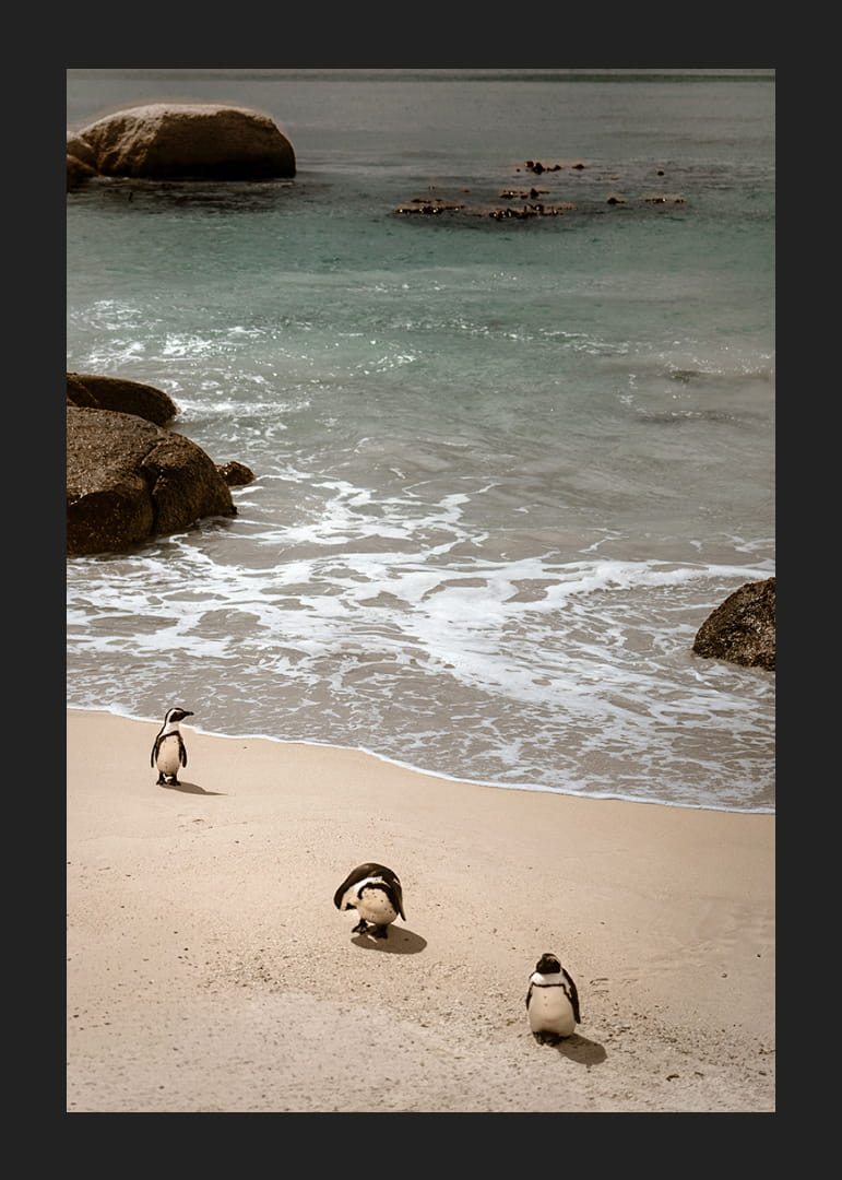 Des pingouins se promènent tranquillement le long d'une plage ensoleillée.-12