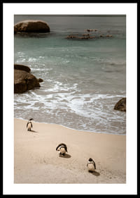 Penguins stroll along a sunny beach in peace and quiet.-2