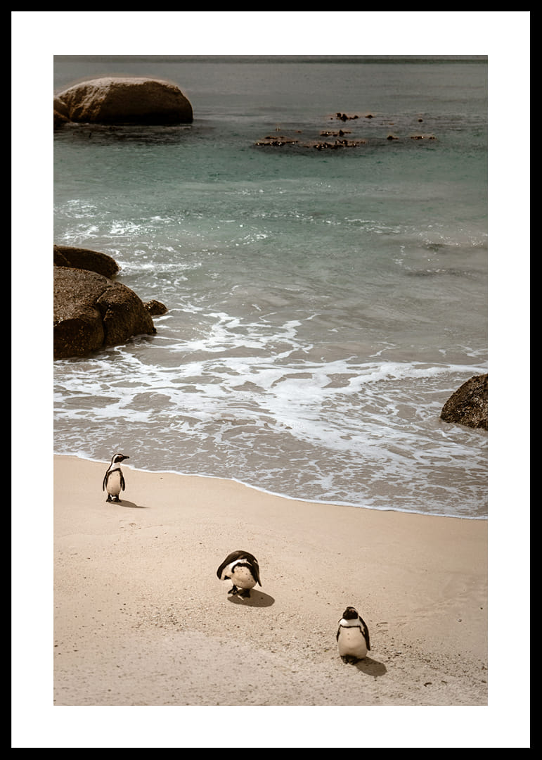 Penguins stroll along a sunny beach in peace and quiet.-12