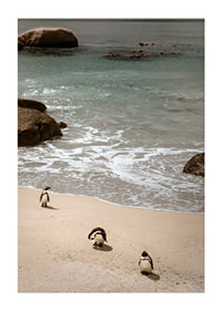Penguins stroll along a sunny beach in peace and quiet.-3