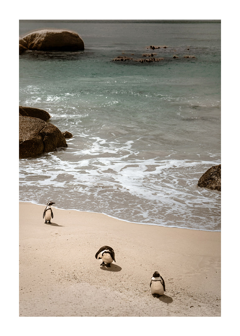 Penguins stroll along a sunny beach in peace and quiet.-12