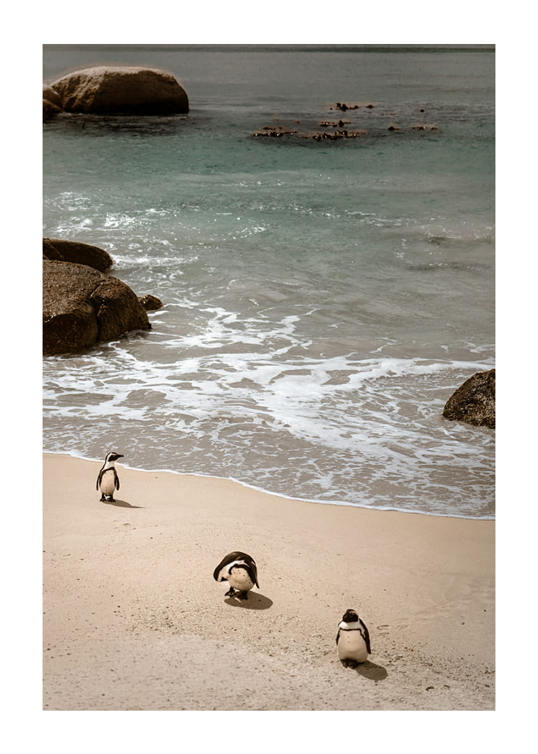 Penguins stroll along a sunny beach in peace and quiet.-12